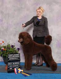grand chion red standard poodle
