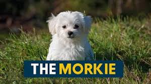 morkie aka the maltese yorkie mix you