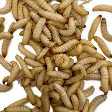Sdy Worm Live Wax Worms 500 Count