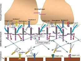 Rethinking Glomerular Basement Membrane