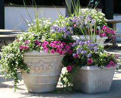 container plants for full sun and heat