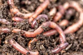 15 diffe types of worms home