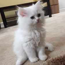 While persians don't all if you decide a persian kitten is right for your family and you prefer to rescue, it may be difficult to find persians that are still kittens in a shelter or private. 3 Loving Persian Male Kittens White Grey Blue Bradford West Yorkshire Pets4homes