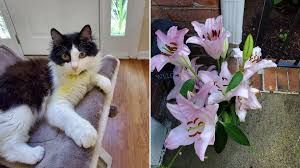 True lilies (lilium spp.), which are similar in appearance to daylilies, are extremely toxic to dogs and can cause kidney failure in less than two days. Woman S Warning To Pet Owners As Cat Nearly Dies Playing With Lilies Metro News
