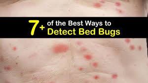 7 Of The Best Ways To Detect Bed Bugs