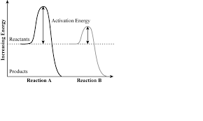 Solved The Graph Below Shows The Activation Energy Requir