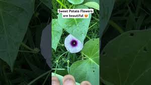 sweet potato flowers are one of my