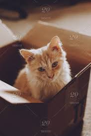 Most shelters have kittens in main 'kitten season' (spring to late autumn). Adopting Kitten From Shelter Cat Rescue Little Sad Street Stray Homeless Kitten In Cardboard Box In The House Adopting Shelter Box Kitten Cat Street Stray Homeless Rescue Sad Hide House New Pet