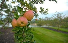 Apples Chicago Botanic Garden