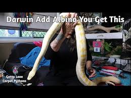 albino darwin carpet python time today