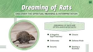 dreaming of rats discover the