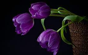 Download desktop wallpaper purple tulips