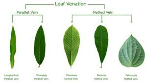 venation of leaf parallel
