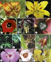liliaceae an overview sciencedirect