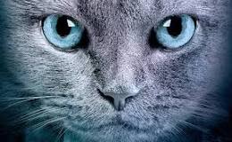Image result for what breed of cat is bluestar