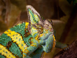 the carpet chameleon a living