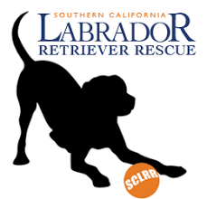 We have been in operation saving labs in need of new homes since 1998. Sclrr