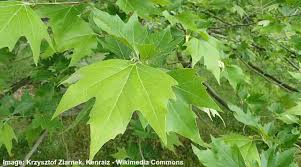 sycamore trees leaves bark types