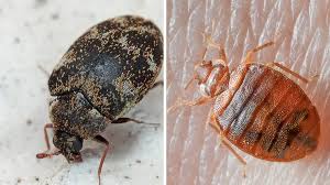 carpet beetles vs bed bugs what s the