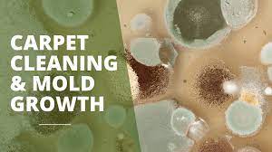 mold dangers prevention carpet care