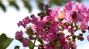 They range in size from moderately tall trees to smaller trees that can be grown as shrubs, instead, if you so choose. Top 10 Flowering Trees