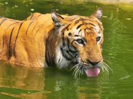 Royal Bengal Tigers Spotted In Three New Locations In Odisha