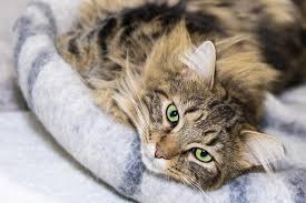 While some breeds live longer than others, tabbies' markings do not directly impact a cat's lifespan. Domestic Longhair Cat Facts Aspca Pet Health Insurance