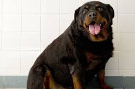 How Often How Much To Feed Meisterhunde Rottweilers