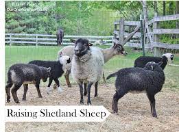 Raising Shetland Sheep Guide To