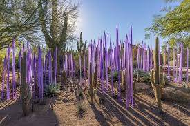 the desert at desert botanical garden