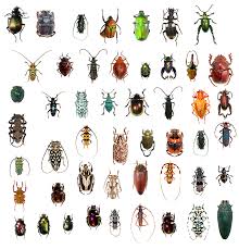 beetle roach pest control