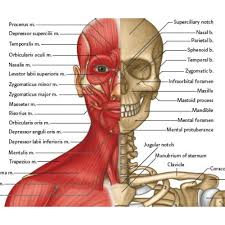 Skeletal And Muscular Anatomy Chart Poster Laminated
