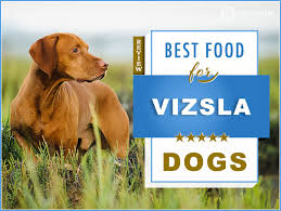 7 Best Foods To Feed An Adult And Puppy Vizsla In 2019