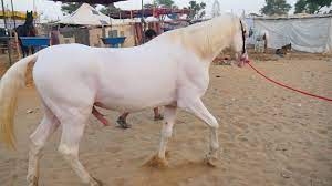 Marwari Horses in Pushkar Mela Video || Marwadi ghoda in pushkar fair,  Rajasthan || Horse in India - YouTube