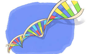 make a colorful dna double helix