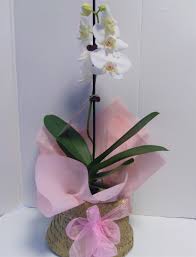 phalaenopsis gift wrapped orchid