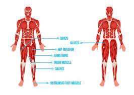 important muscles used in jumping you