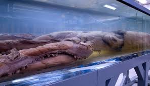 giant and colossal squid revealing the