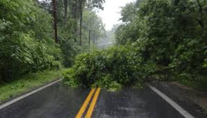 Image result for foto pohon tumbang