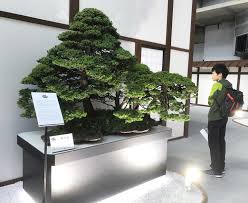 saburo kato bonsai master for the ages