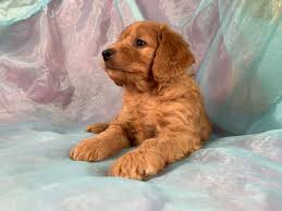 Find goldendoodle puppies for sale with pictures from reputable goldendoodle breeders. Miniature Goldendoodle Puppies For Sale Breeder In Iowa Miniature Goldendoodle Puppies Goldendoodle Puppy Puppies