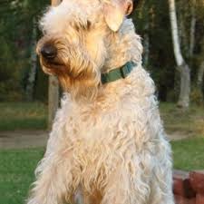 irish soft coated wheaten terrier