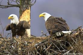 Image result for history of an Eagle