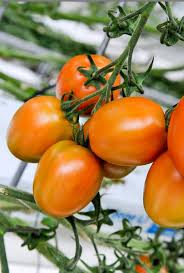 Nutrients For Tomato Plants Haifa Group