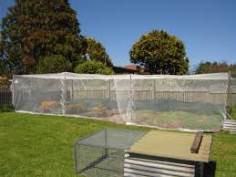 vegetable garden 2 bird netting and