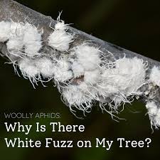 fluffy white stuff on my tree