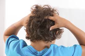 head lice goes untreated