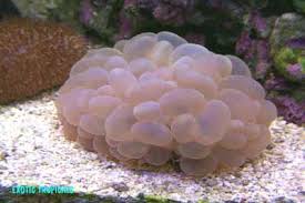 Bubble Coral Pearl Coral Plerogyra Sinuosa Lps Coral
