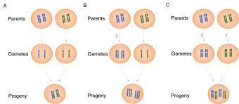 possible types of gametes after meiosis