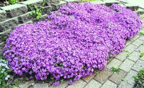 carpets of phlox can control weeds